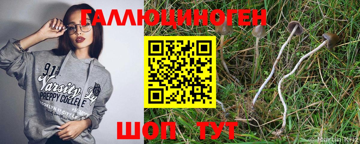 Галлюциногенные грибы прущие грибы  Псилоцибиновые грибы MAGIC MUSHROOMS  Корсаков  Вход с VPN 